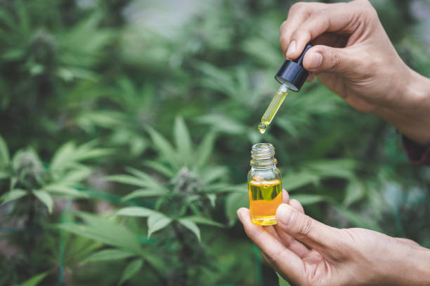 Finding Dog CBD Oil Near Me Trusted Local Options for Pet Wellness